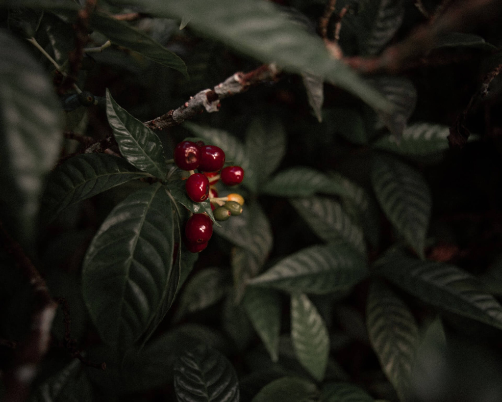 ryan-dewerff-bPCZ3_k0Itw-unsplash (1).jpg